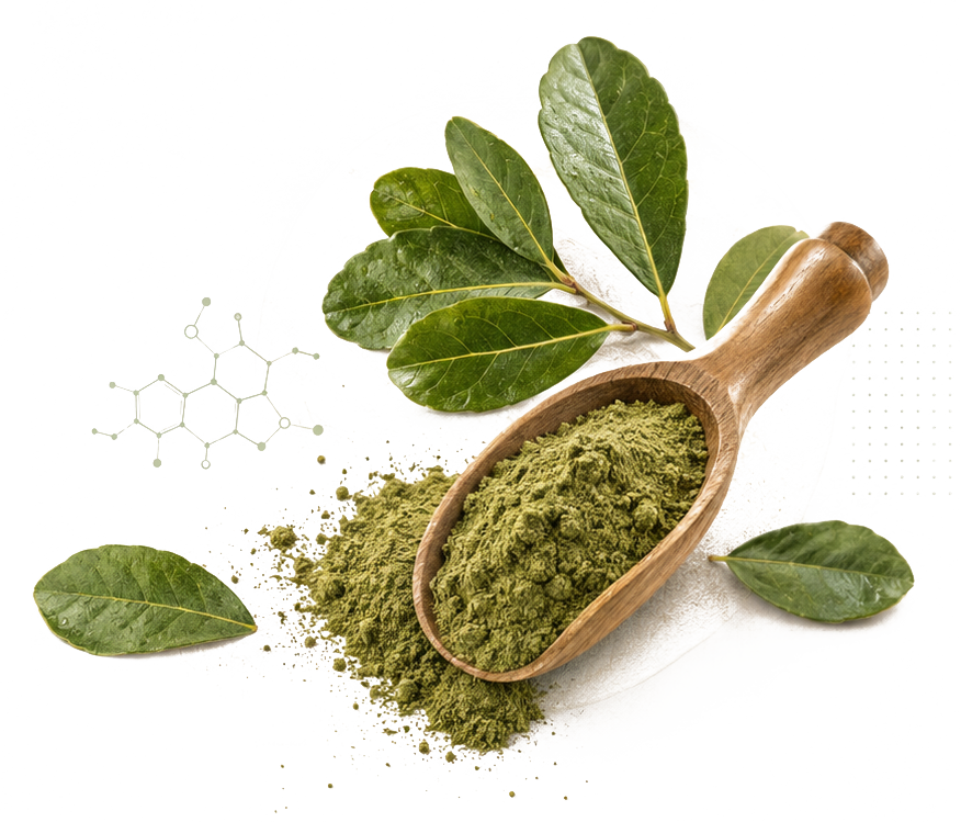 Yerba mate leaves and a wooden scoop of green powder